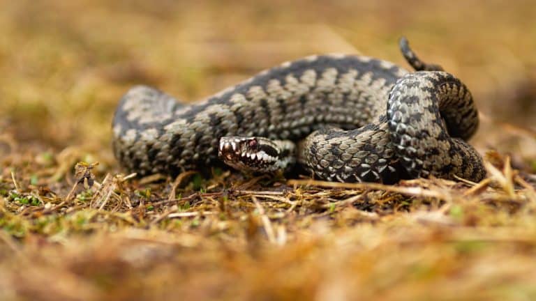 Vipera: come proteggere il cane dai morsi