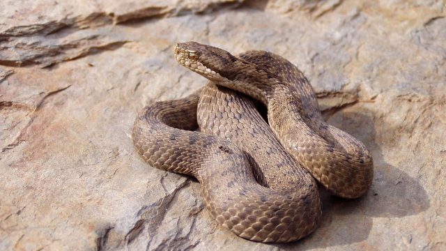 Vipera: come proteggere il cane dai morsi