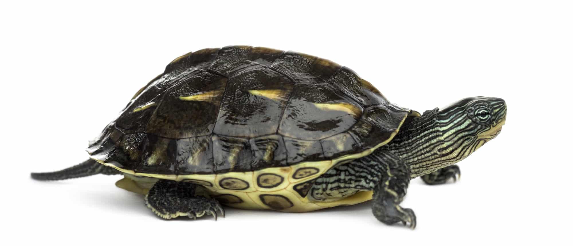 Ocadia sinensis come allevare le tartarughe d'acqua Come allevare le tartarughe d&#8217;acqua chinese stripe necked turtle 1 year old ocadia sinensis in front of a white background