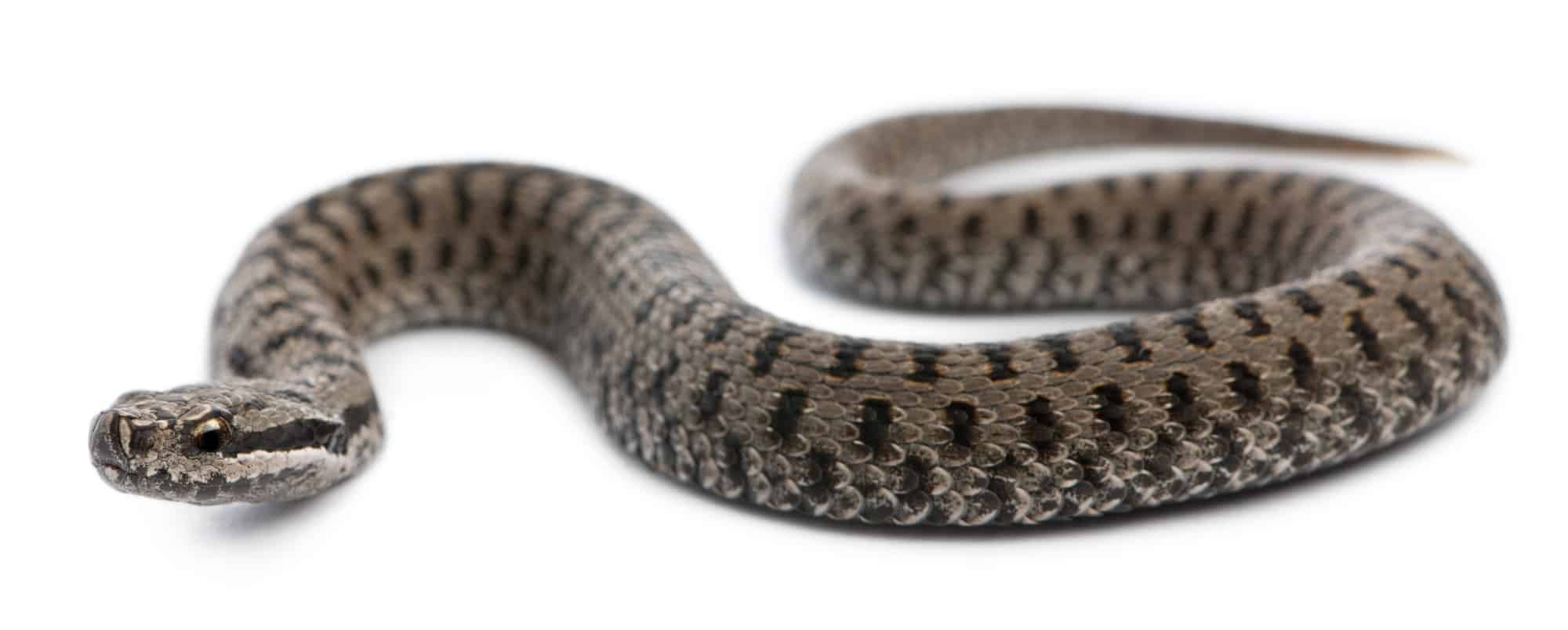 Vipera berus come riconoscere una vipera Come riconoscere una vipera &#8211; guida completa common european adder or common european viper vipera berus in front of white background 1