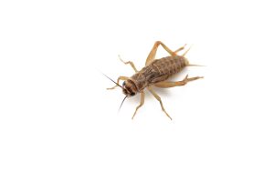 Acheta domesticus come allevare grilli da pasto Come allevare grilli da pasto cricket isolated on white background 1 300x200