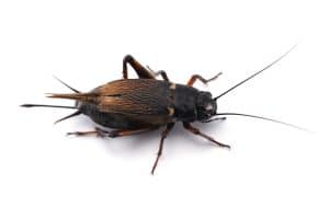 gryllus bimaculatus come allevare grilli da pasto Come allevare grilli da pasto cricket isolated on white background 300x200