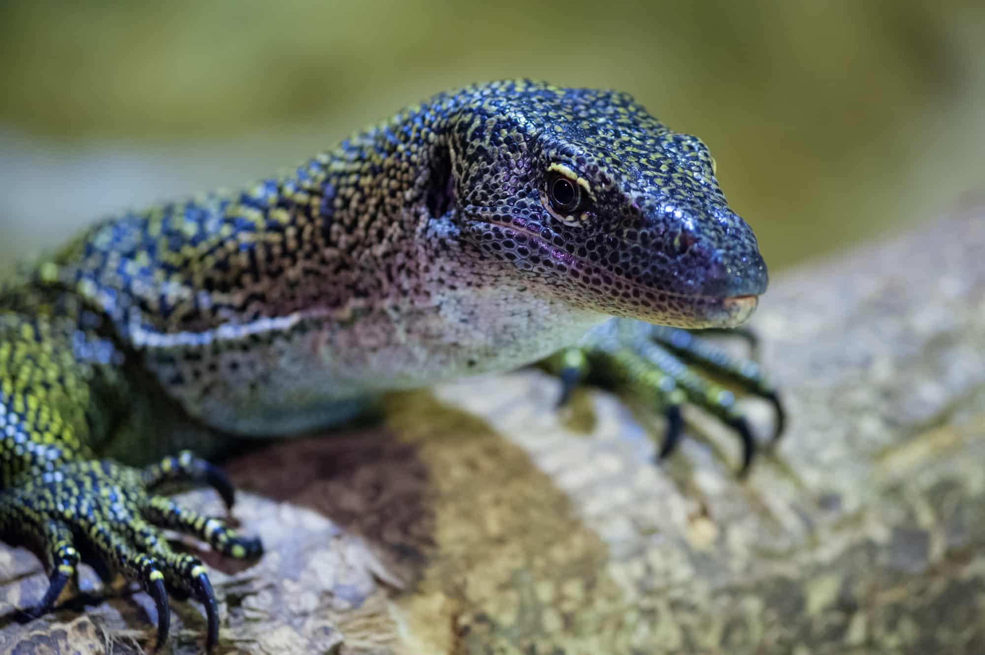 Artigli di un varano curiosità sui rettili Rettili: 10 curiosità che forse non sapevi curious lizard