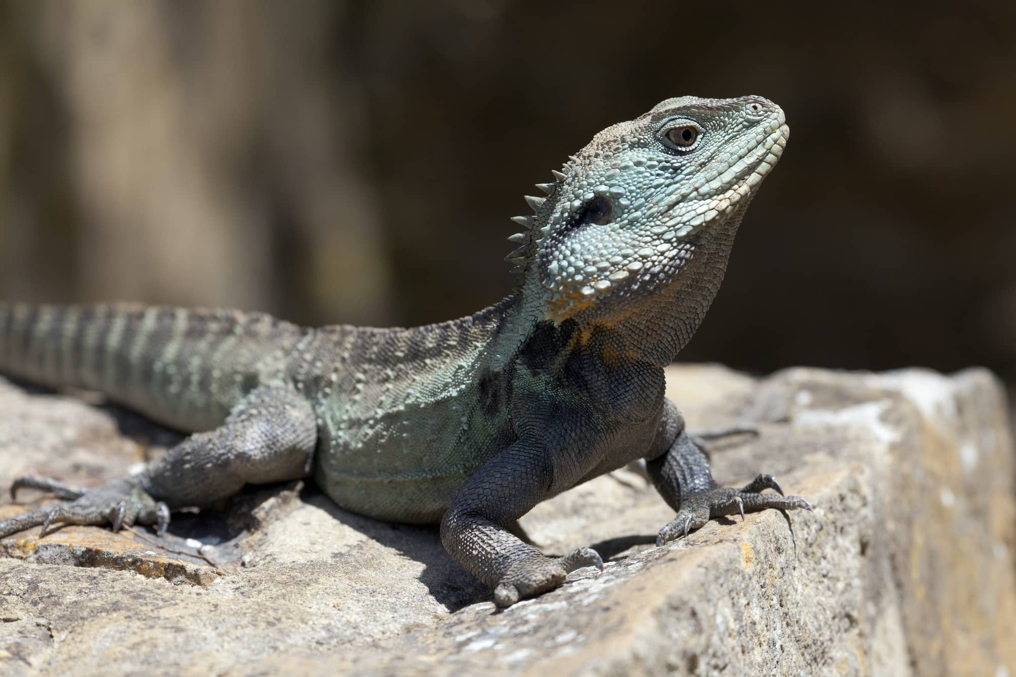 Drago d'acqua curiosità sui rettili Rettili: 10 curiosità che forse non sapevi eastern water dragon in the woods