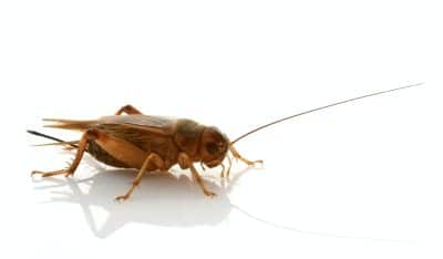 Gryllus assimilis