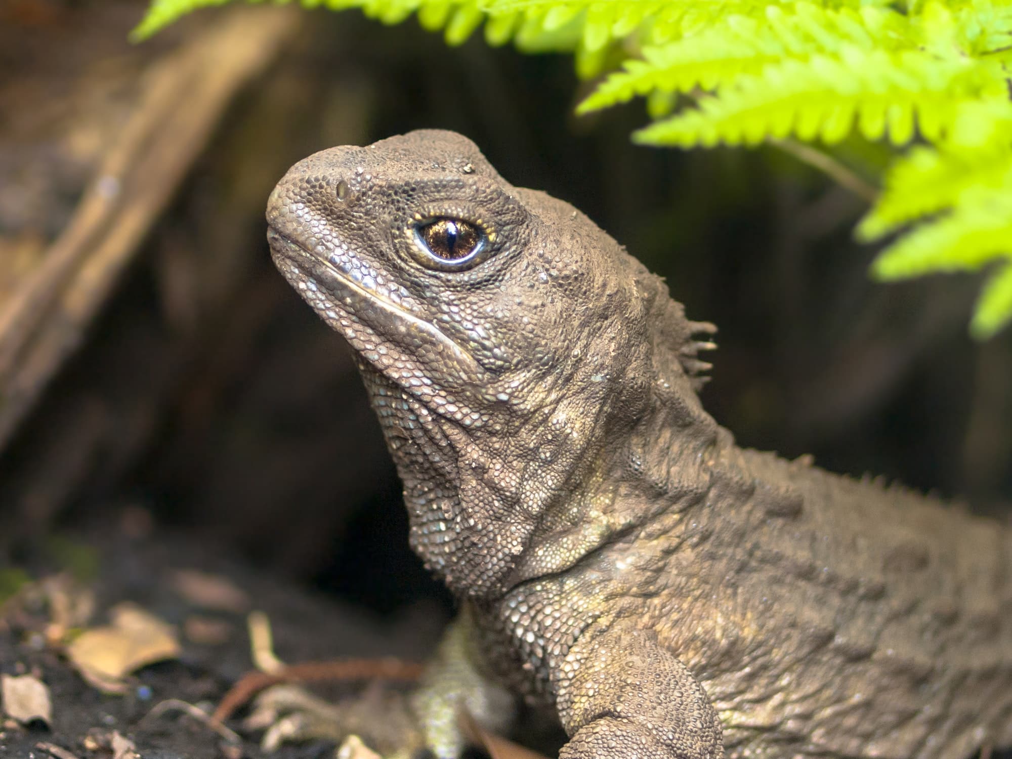 Tuatara  curiosità sui rettili Rettili: 10 curiosità che forse non sapevi head of tuatara native new zealand reptile