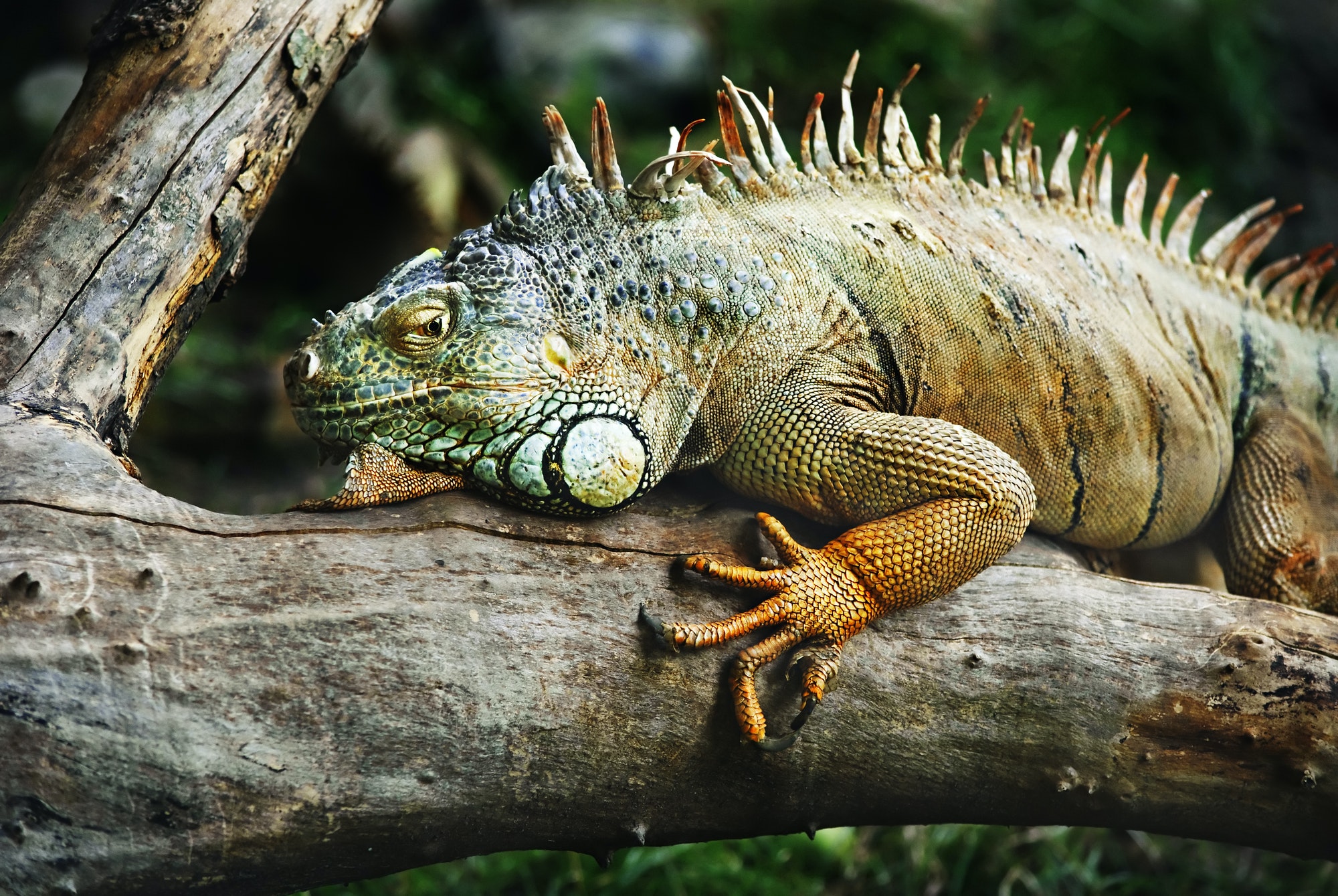 Iguana verde iguana Ti presento l&#8217;iguana: tutto quello che devi sapere per allevarla iguana