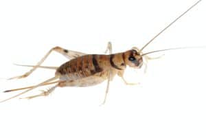 Gryllodes sigillatus come allevare grilli da pasto Come allevare grilli da pasto insect cricket 300x201
