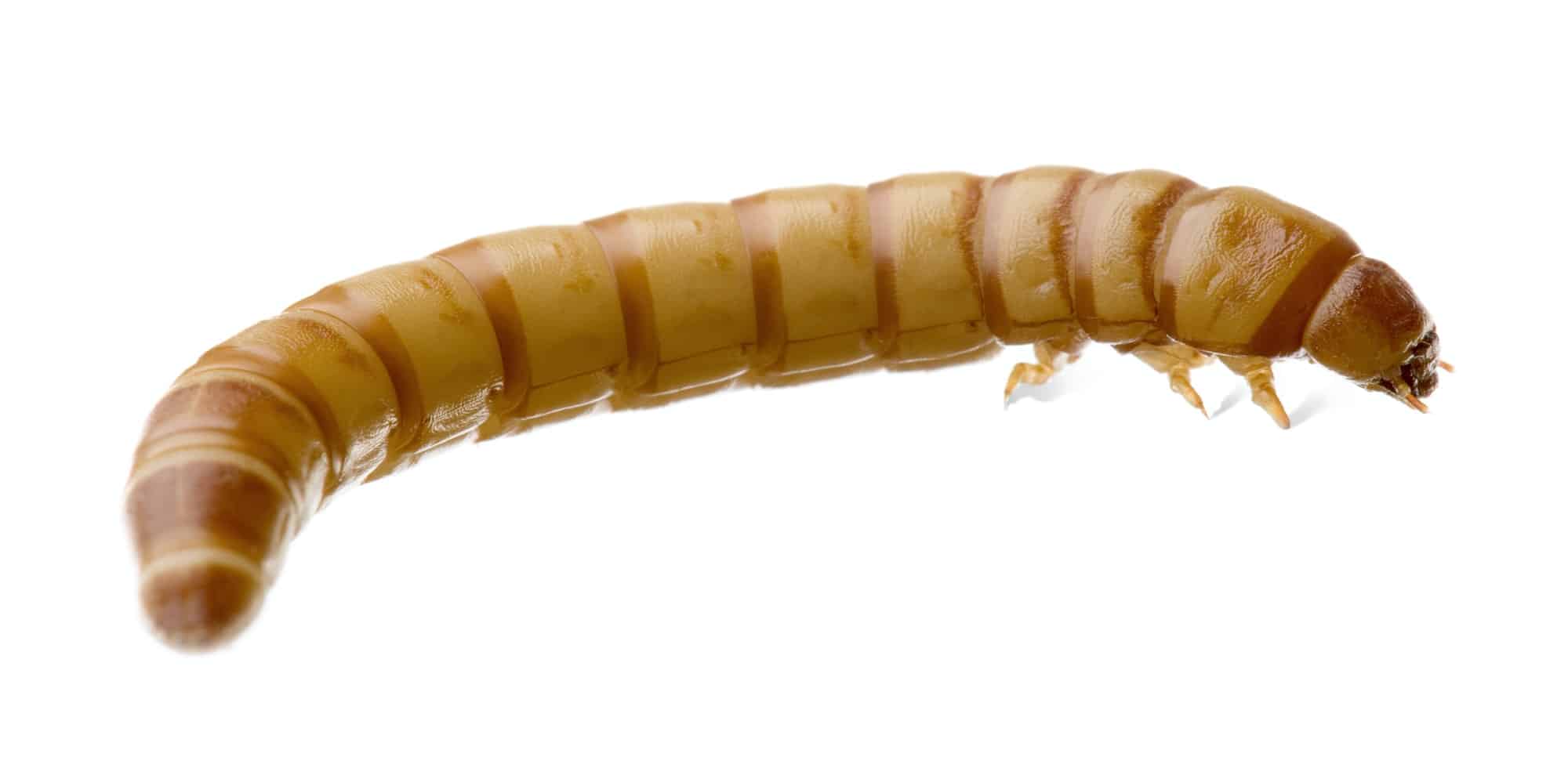 Tarme della farina - Tenebrio molitor  Gli insetti da pasto per anfibi e rettili larva of mealworm tenebrio molitor
