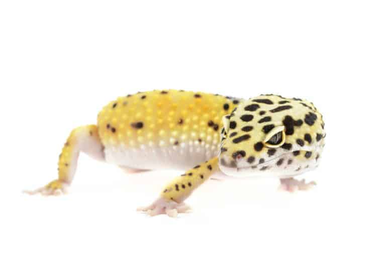 5 accessori necessari per allevare un geco leopardino