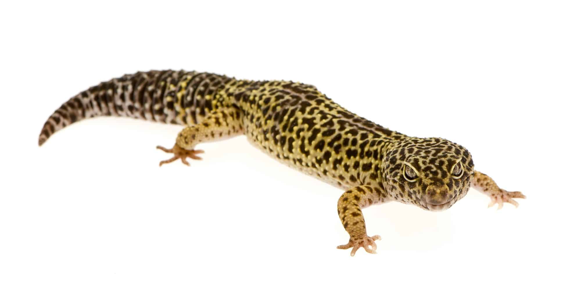 Geco leopardino in terrario geco leopardino 5 accessori necessari per allevare un geco leopardino leopard gecko eublepharis macularius