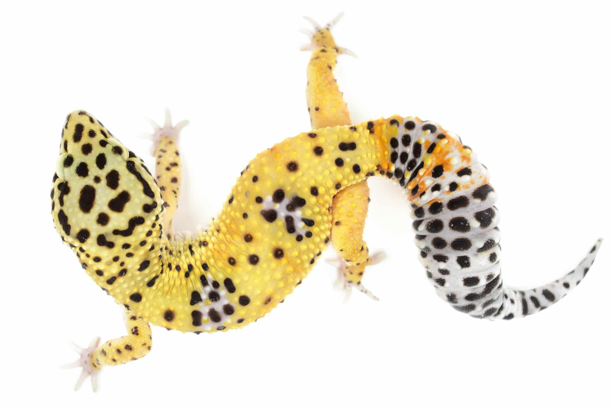 Geco leopardino geco leopardino 5 accessori necessari per allevare un geco leopardino leopard gecko