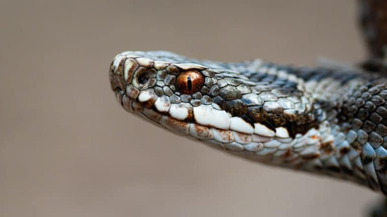 Come riconoscere una vipera