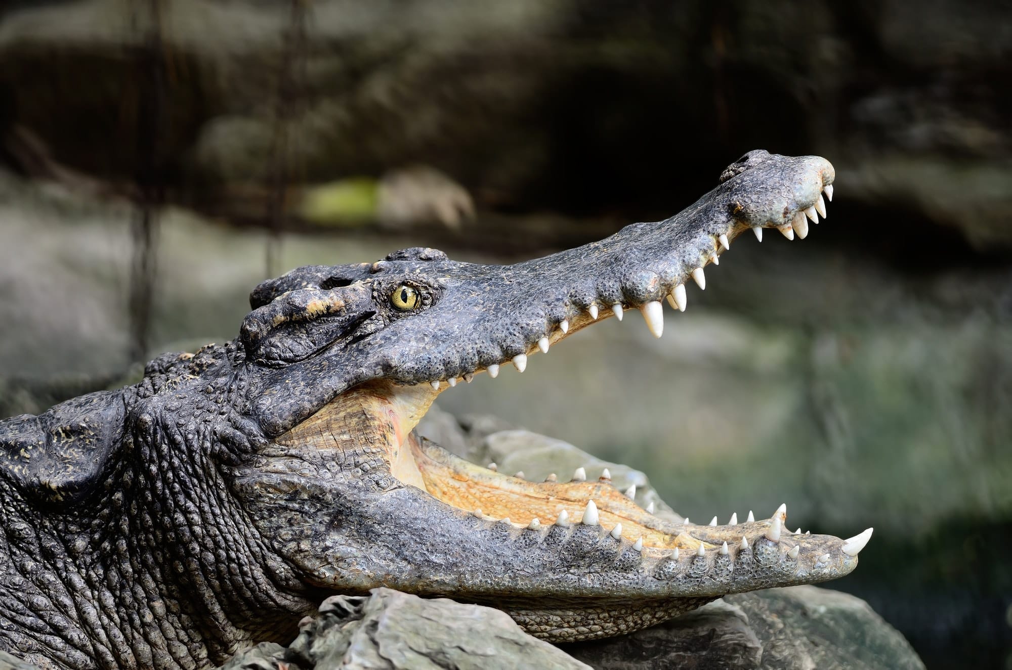 Coccodrillo Siamese curiosità sui rettili Rettili: 10 curiosità che forse non sapevi siamese crocodile