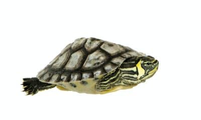 Come allevare le tartarughe d'acqua come allevare le tartarughe d'acqua Come allevare le tartarughe d&#8217;acqua turtle trachemys 400x240