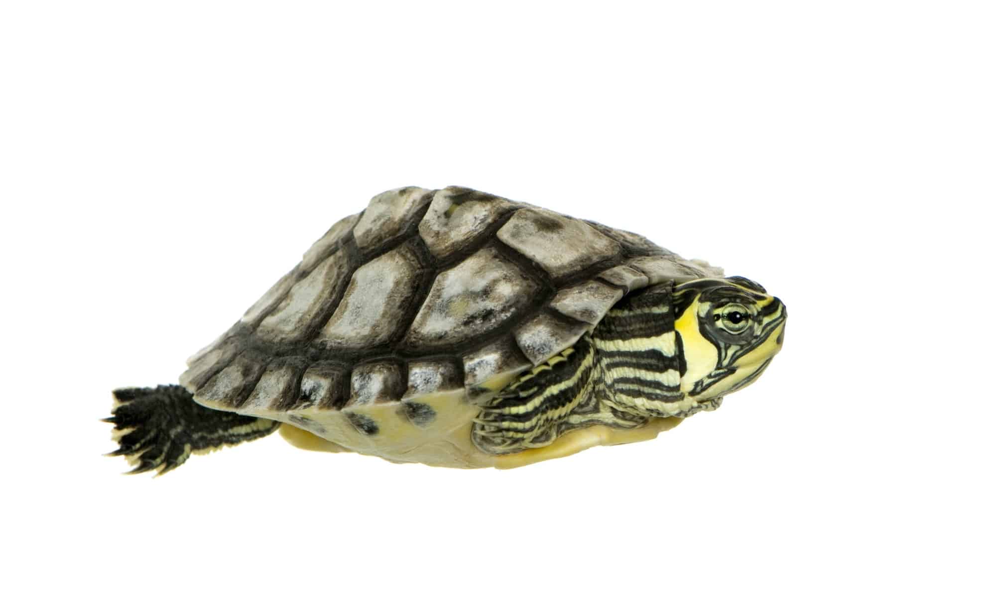 Come allevare le tartarughe d'acqua come allevare le tartarughe d'acqua Come allevare le tartarughe d&#8217;acqua turtle trachemys