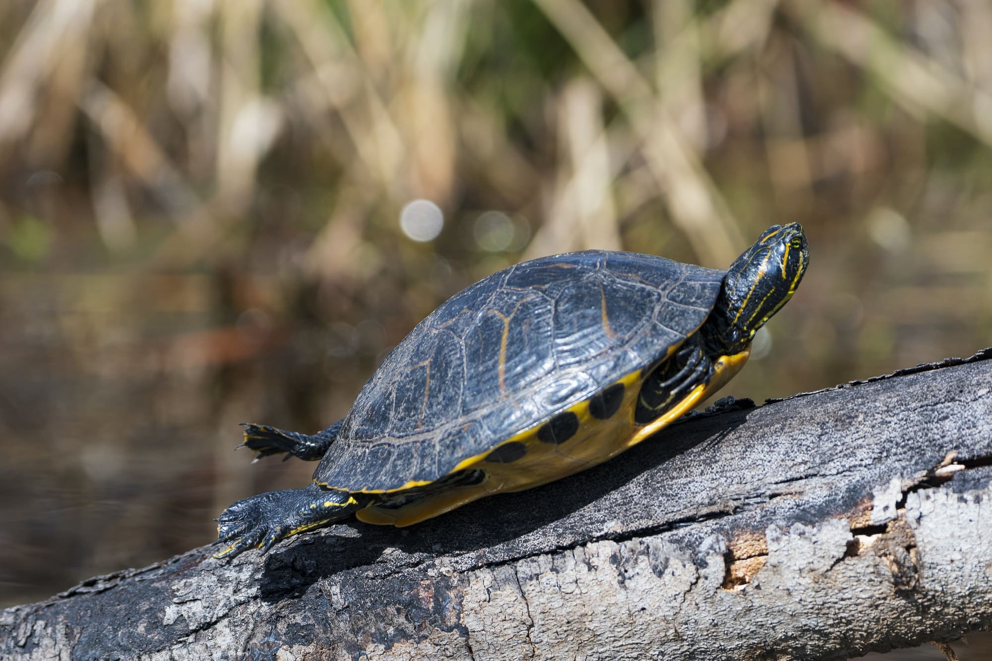 Trachemys scripta scripta come allevare le tartarughe d'acqua Come allevare le tartarughe d&#8217;acqua yellow slider basking in the sun