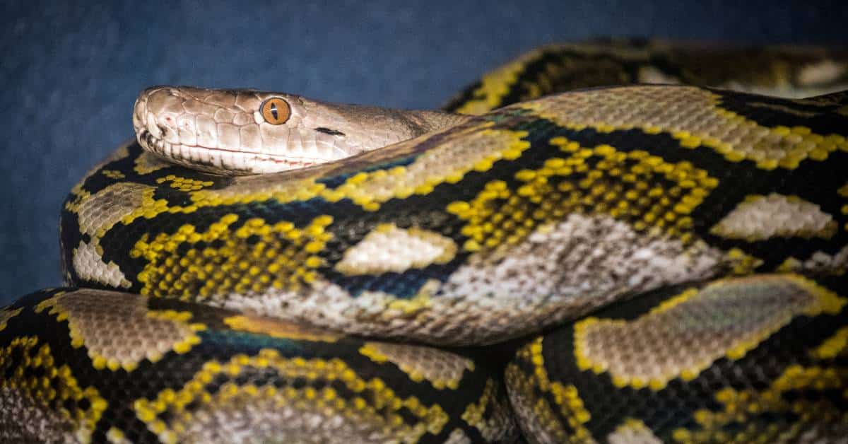 Serpenti più lunghi del mondo