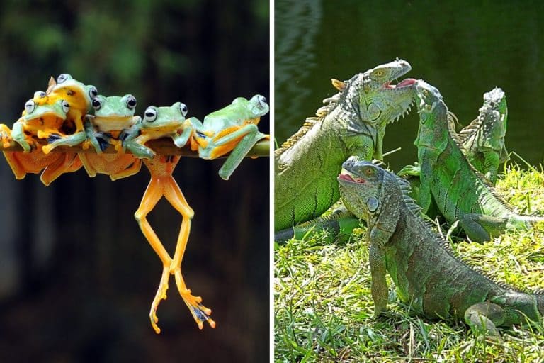 differenza tra anfibi e rettili