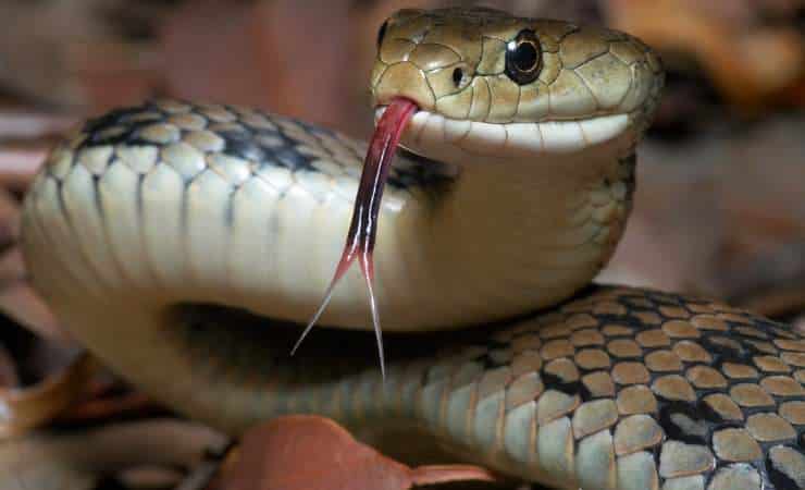 lingua dei serpenti è biforcuta