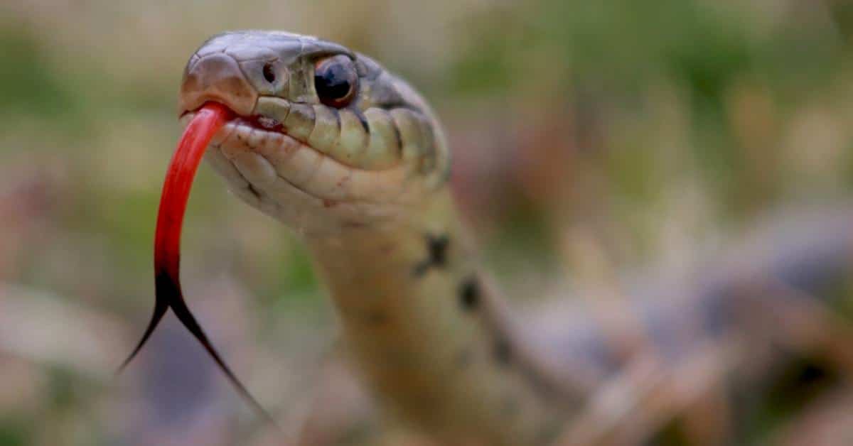 lingua dei serpenti