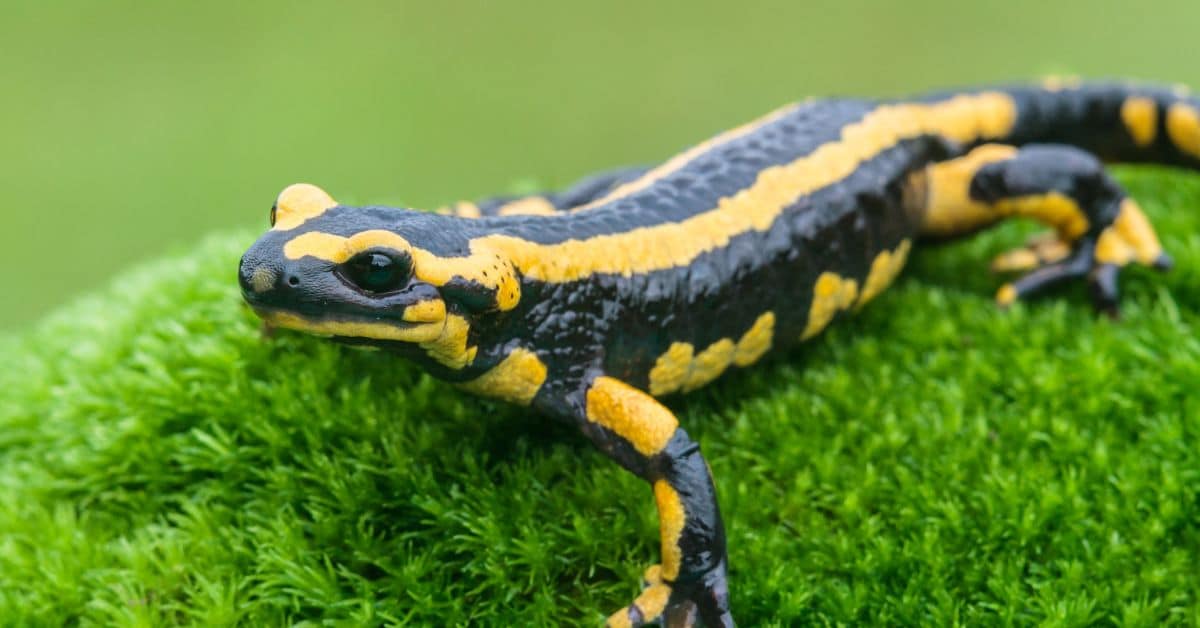 Salamandra pezzata