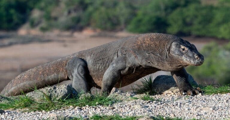 Drago di Komodo attacca l'uomo