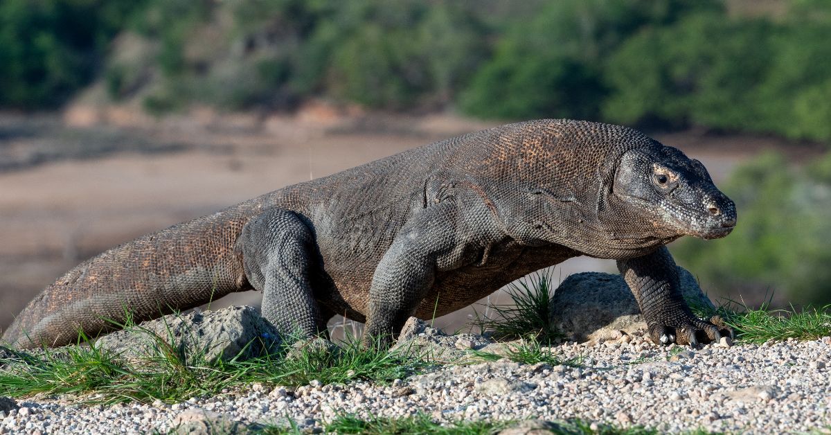 Drago di Komodo attacca l'uomo