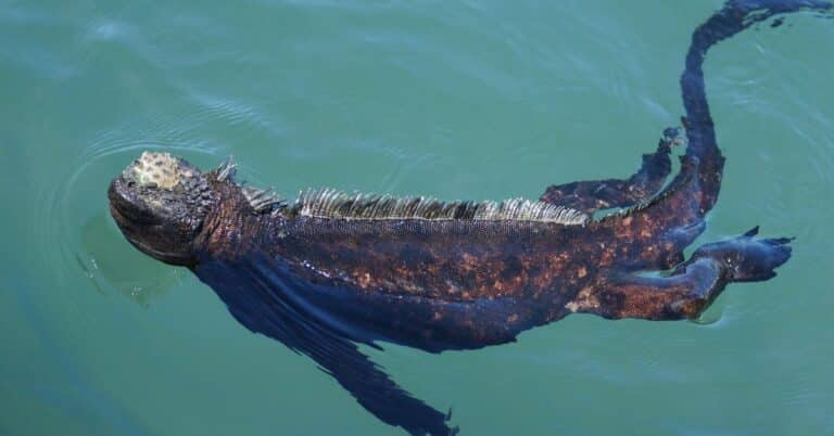 Iguana marina