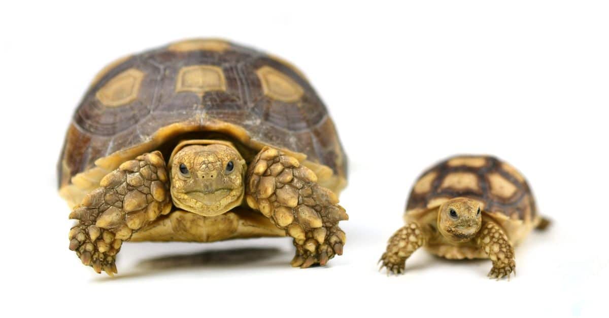 tartarughe sono rettili