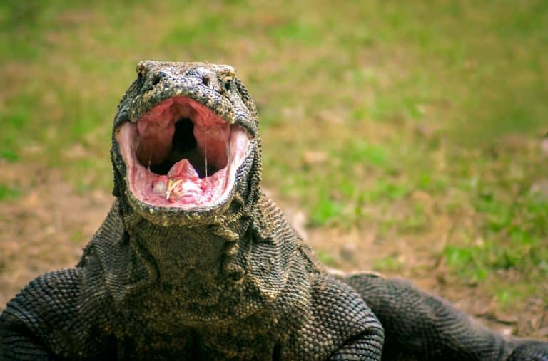 Primo piano dei denti di un drago di Komodo con evidenti strati di rivestimento di ferro, che evidenziano la loro resistenza e durezza.
