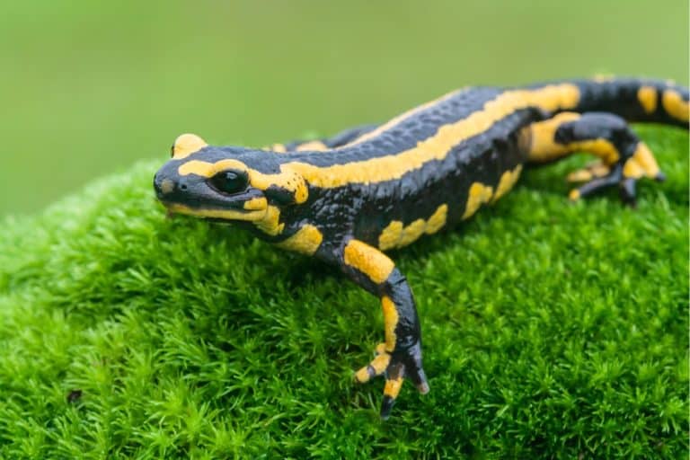 Salamandre curiosità