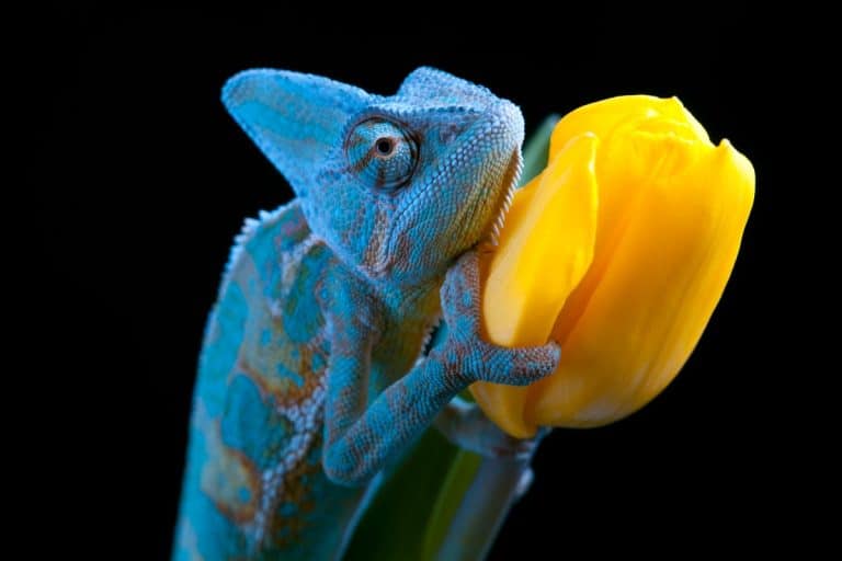 Perché i camaleonti cambiano colore