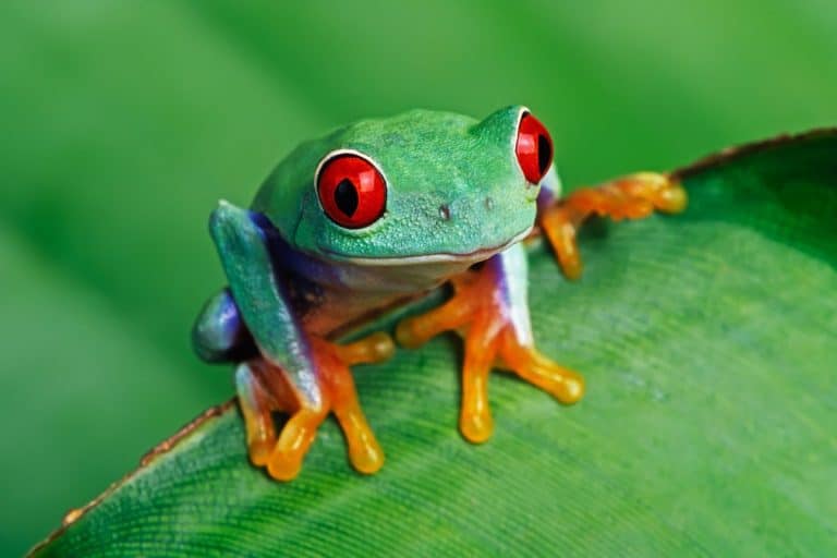 Curiosità sulle rane