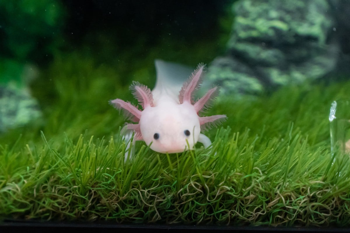 Axolotl curiosità sulle salamandre