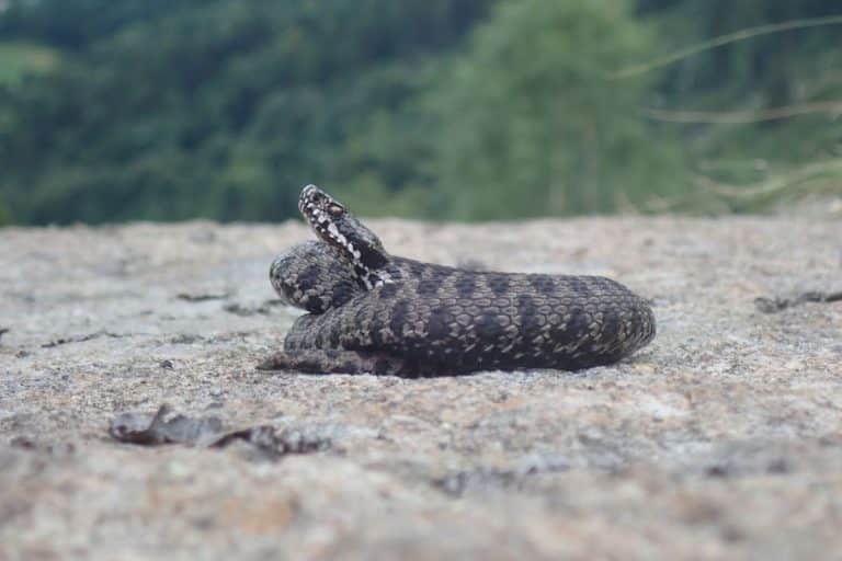Quando si parla di biodiversità, alcune specie animali rappresentano veri e propri tesori nascosti.