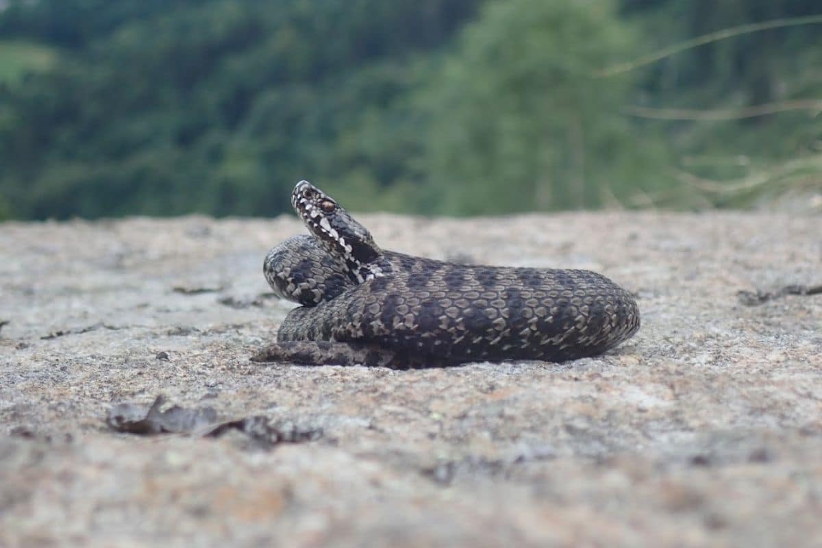 Quando si parla di biodiversità, alcune specie animali rappresentano veri e propri tesori nascosti.