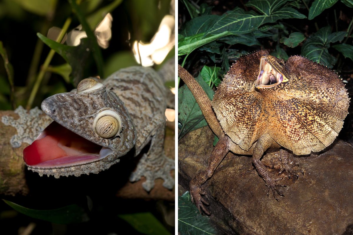 10 Rettili più strani del mondo