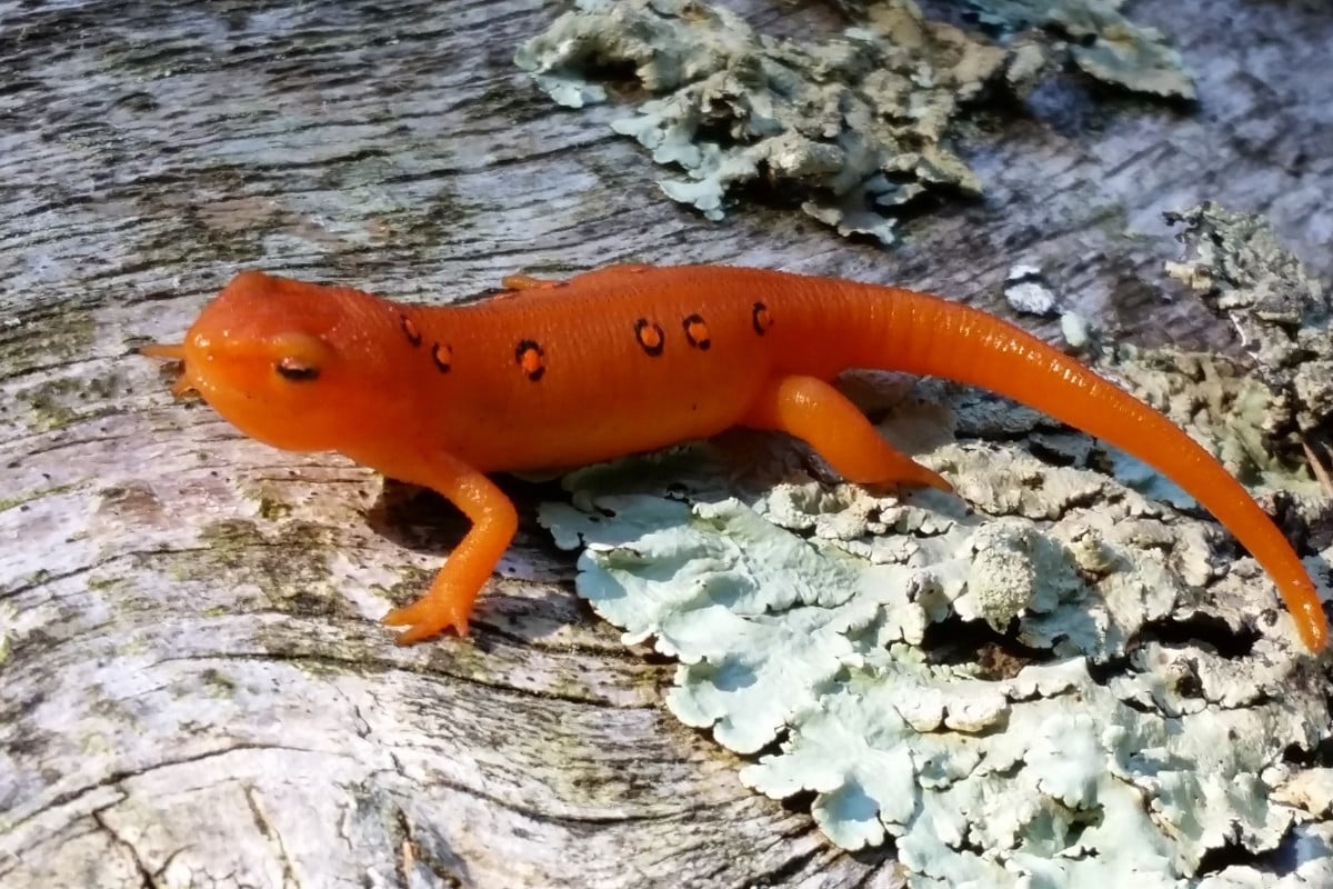 10 curiosità sulle salamandre