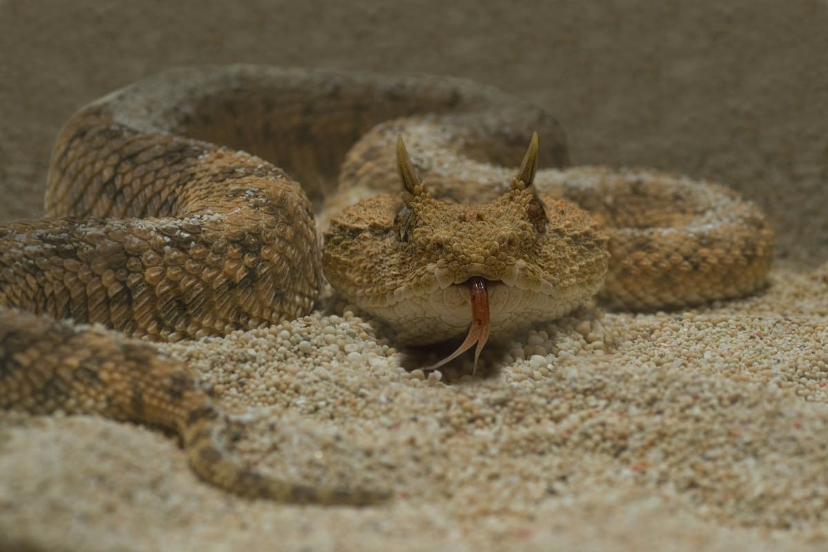 I serpenti sono creature affascinanti e misteriose, spesso fraintese. Scopri dieci curiosità che ti faranno vedere questi rettili sotto una luce diversa.