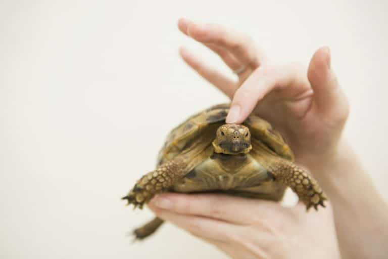 Scopri 10 fatti sorprendenti sulle tartarughe terrestri, dalle loro abilità uniche alla longevità straordinaria. Esplora come queste creature affascinanti si adattano e sopravvivono nel loro habitat naturale.