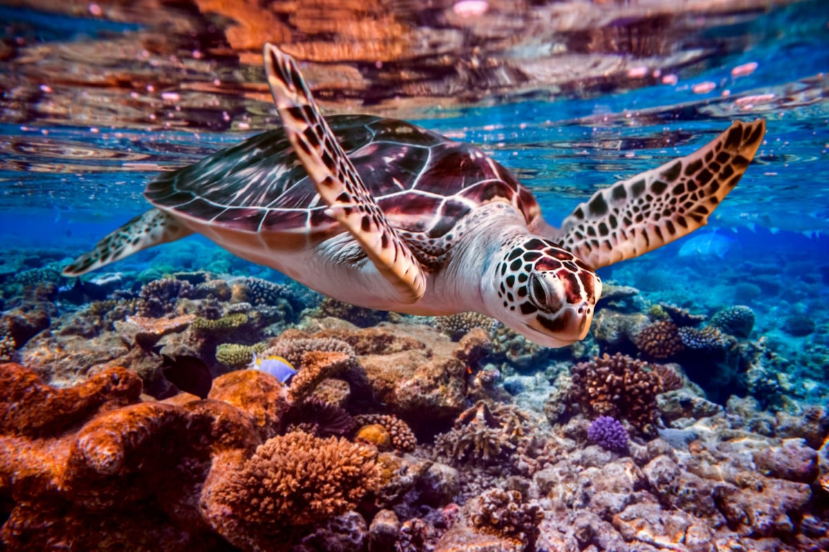 Le nuove tecnologie stanno rivoluzionando il monitoraggio delle tartarughe marine, migliorando la protezione e la conservazione di queste specie.