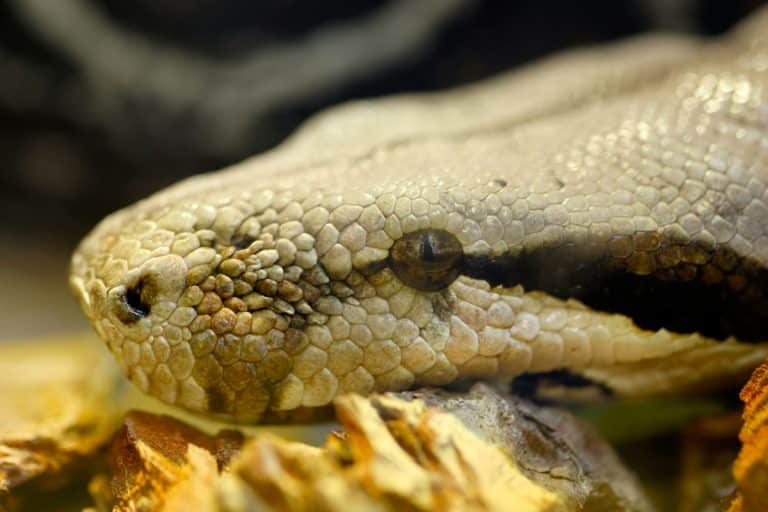 Un viaggio tra i serpenti giganti più imponenti mai registrati nella storia. Dal Titanoboa preistorico all'anaconda e al pitone reticolato, esplora le specie più grandi e affascinanti.