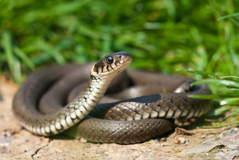Scopri 10 curiosità sui serpenti che non conoscevi. Dalla biologia unica alle abilità sorprendenti, esplora i segreti di questi affascinanti rettili.