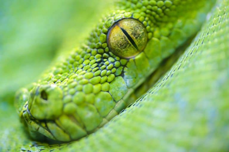 serpenti nei sogni
