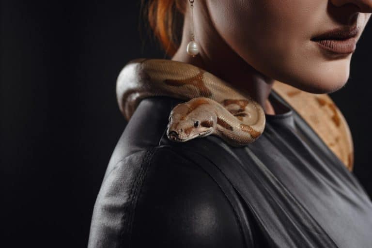 che significa sognare serpenti