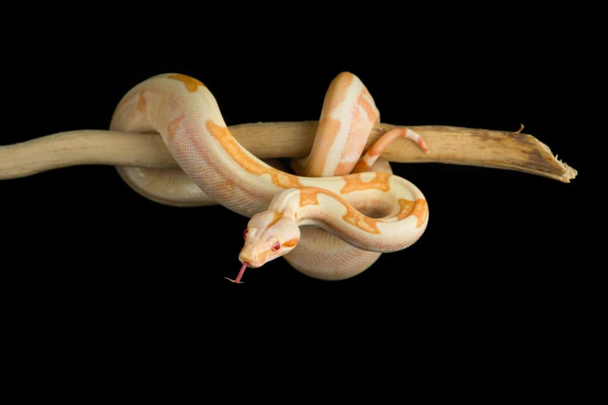 Sognare serpenti