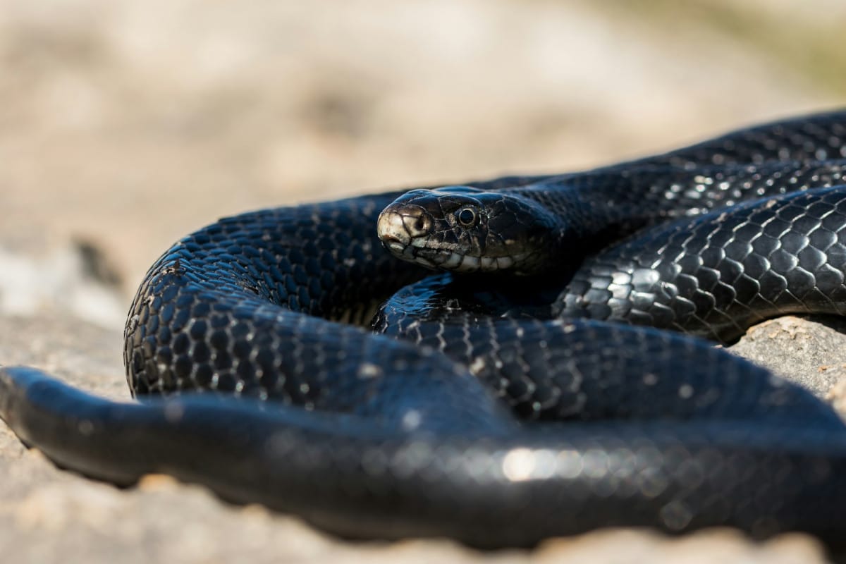 Serpente nero
