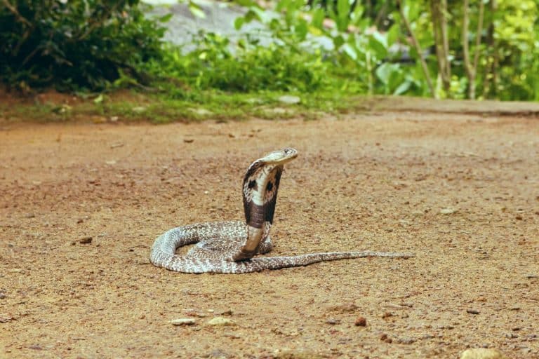 Serpente velenoso cobra reale