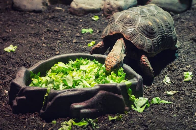 Alimentazione tartarughe di terra
